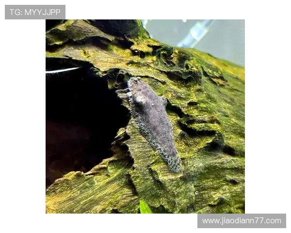 比目鱼直播：探索深海奇境的实时窗口